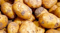 Dramatyczna sytuacja polskich producentów ziemniaków