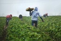Problem pestycydów w rolnictwie - Premiera publikacji