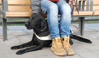 Szkolenie i przydzielanie psów przewodników dla osób niewidomych