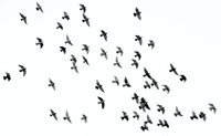 Fundacja Szklane Pułapki - Kolizje ptaków z szybami to jedna z głównych przyczyn śmierci ptaków
